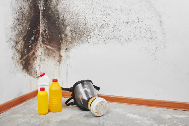 Best Toxic Mold Removal  in Shelbina, MO