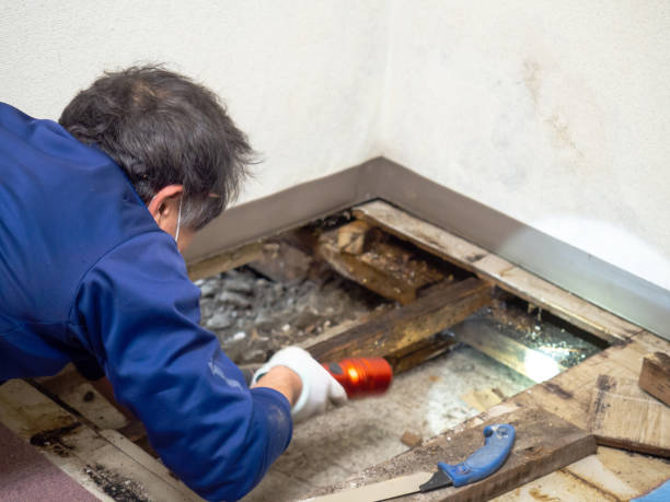 Best Mold Testing  in Shelbina, MO