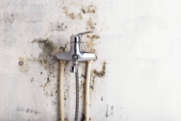 Best Local Mold Removal Service  in Shelbina, MO
