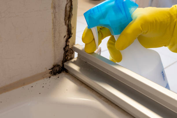 Best Mold Testing  in Shelbina, MO