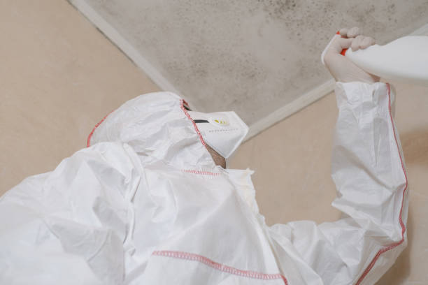 Best Professional Mold Removal  in Shelbina, MO