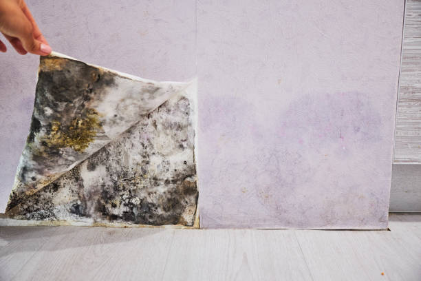 Best Mold Remediation Experts  in Shelbina, MO